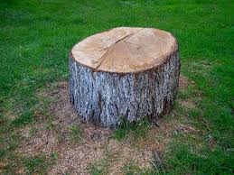 Best Stump Grinding and Removal  in Delhi Hills, OH