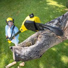 Reliable Delhi Hills, OH Tree Care Solutions