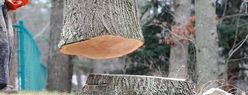 How Our Tree Care Process Works  in  Delhi Hills, OH