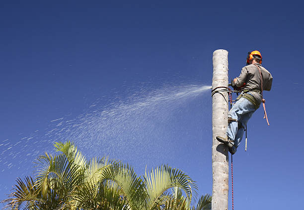 Best Aeration Services  in Delhi Hills, OH