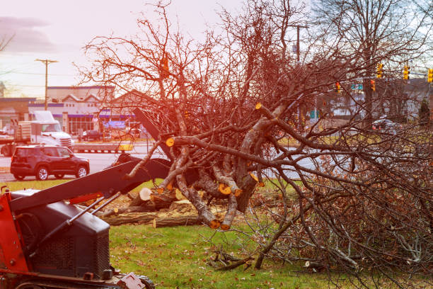 Seasonal Cleanup (Spring/Fall) in Delhi Hills, OH