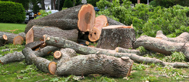 Best Lawn Disease Treatment  in Delhi Hills, OH