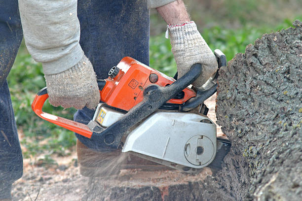 Best Pest Control for Lawns  in Delhi Hills, OH