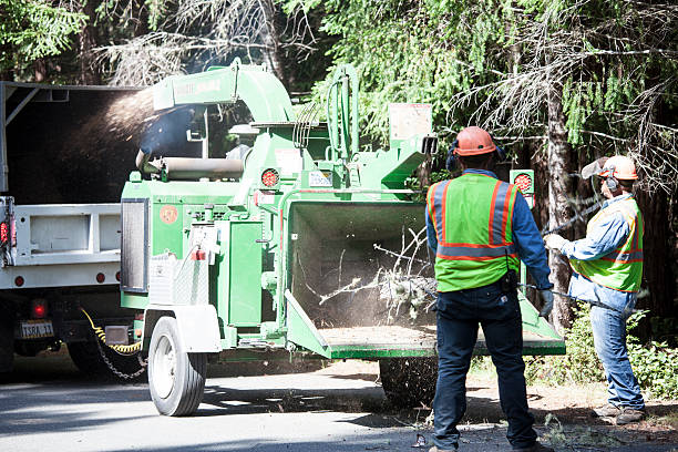 Best Tree Trimming and Pruning  in Delhi Hills, OH