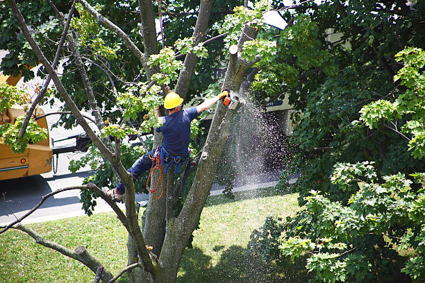 Best Tree Risk Assessment  in Delhi Hills, OH