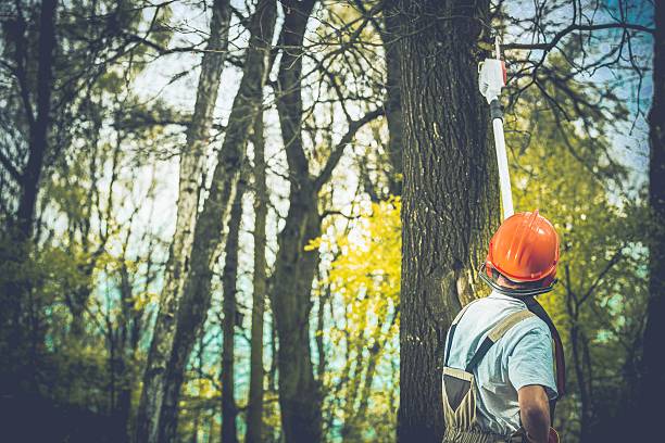 Best Lot and Land Clearing  in Delhi Hills, OH