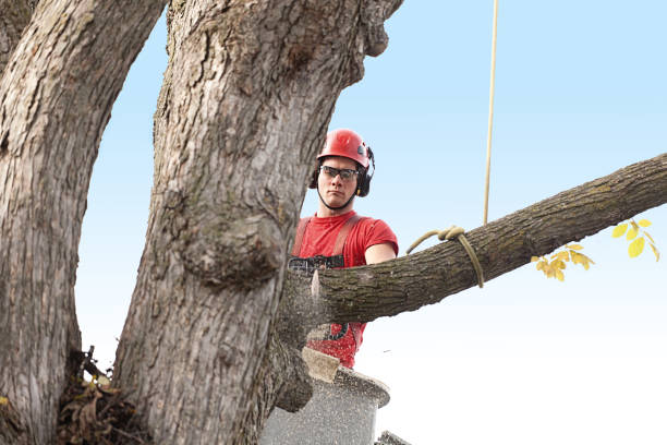 Best Firewood Processing and Delivery  in Delhi Hills, OH